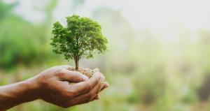 Ein Baum wird in einer Hand gehalten