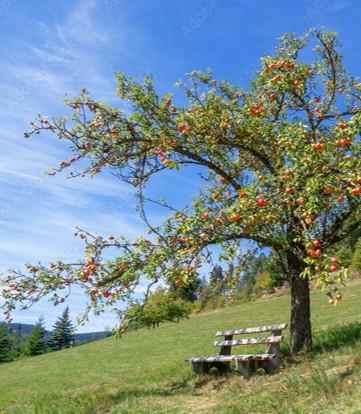 Ein großer Apfelbaum