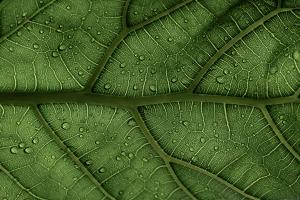 Ein Blatt in Nahaufnahme mit Wassertropfen